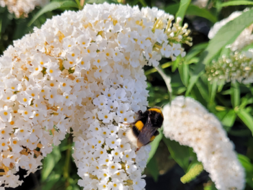 Buddleja davidii "Peace" - (Sommerflieder Peace),